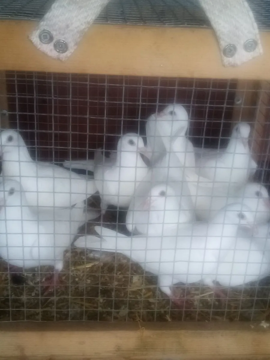 Pigeons - Image 2