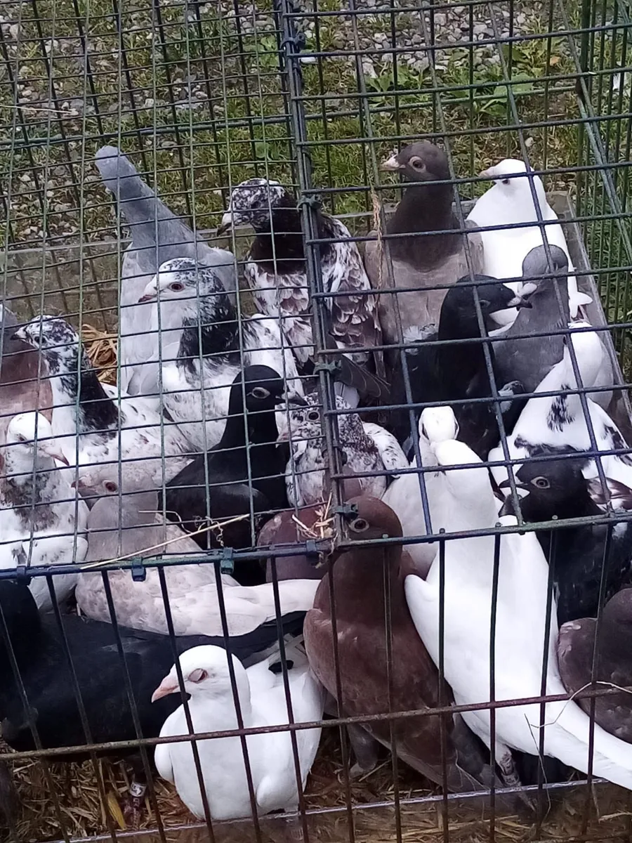Pigeons - Image 3