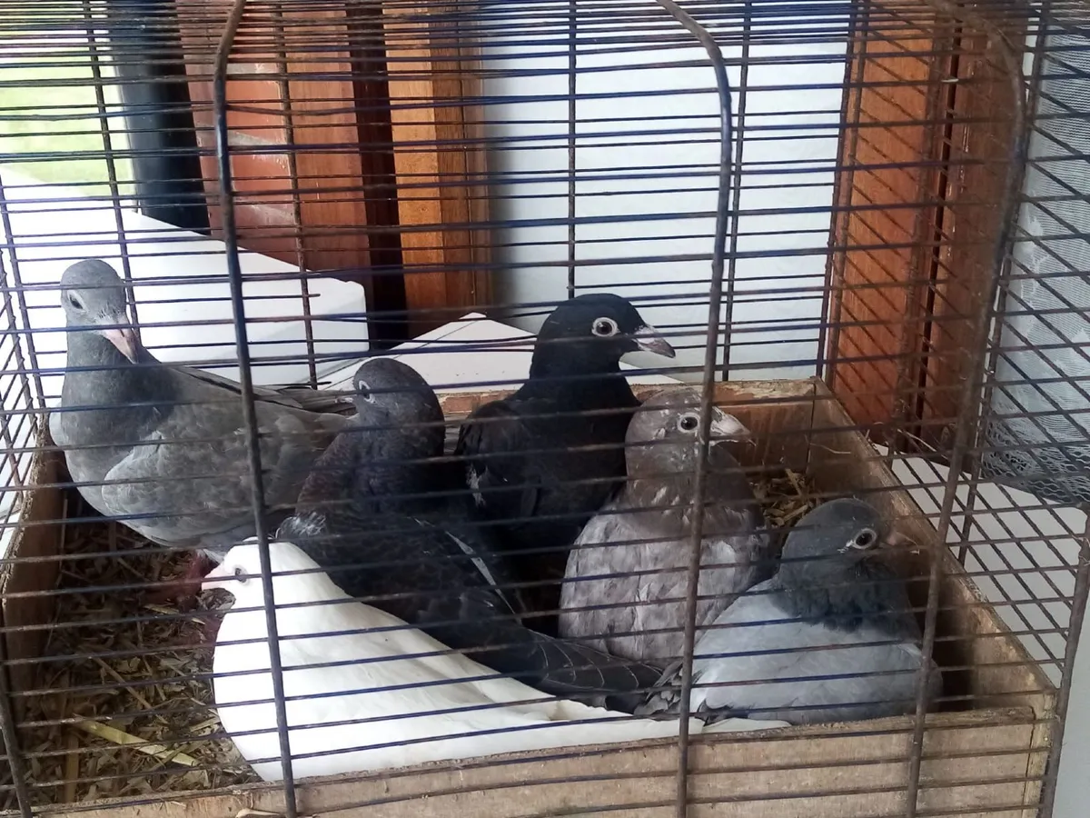Pigeons - Image 4