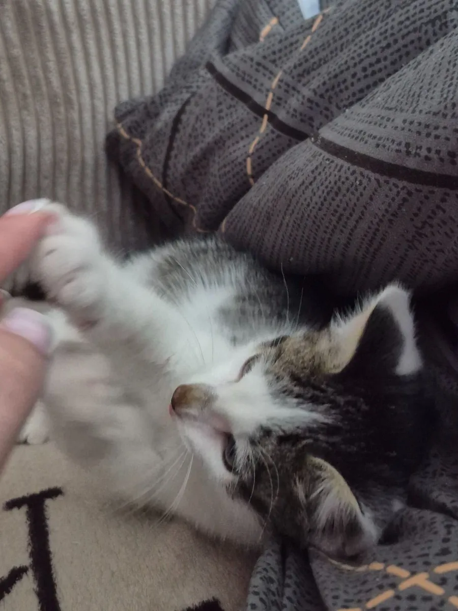 Male kitten looking for new home - Image 3