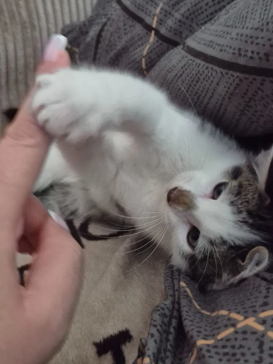 Male kitten looking for new home - Image 2