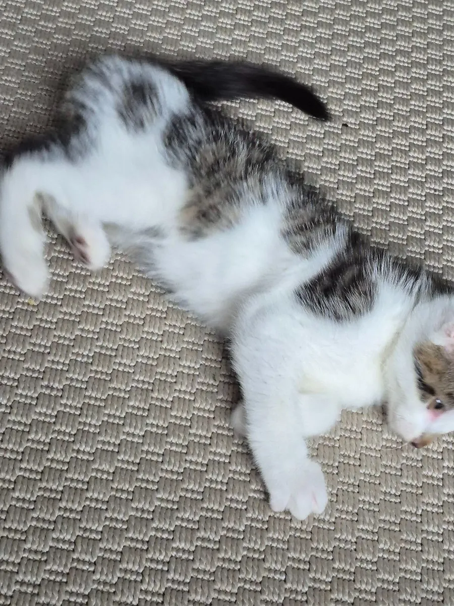 Male kitten looking for new home - Image 4