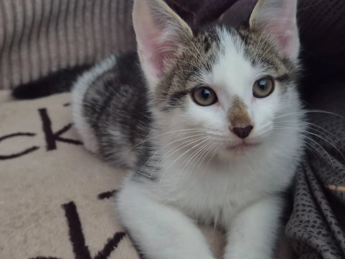 Male kitten looking for new home - Image 1