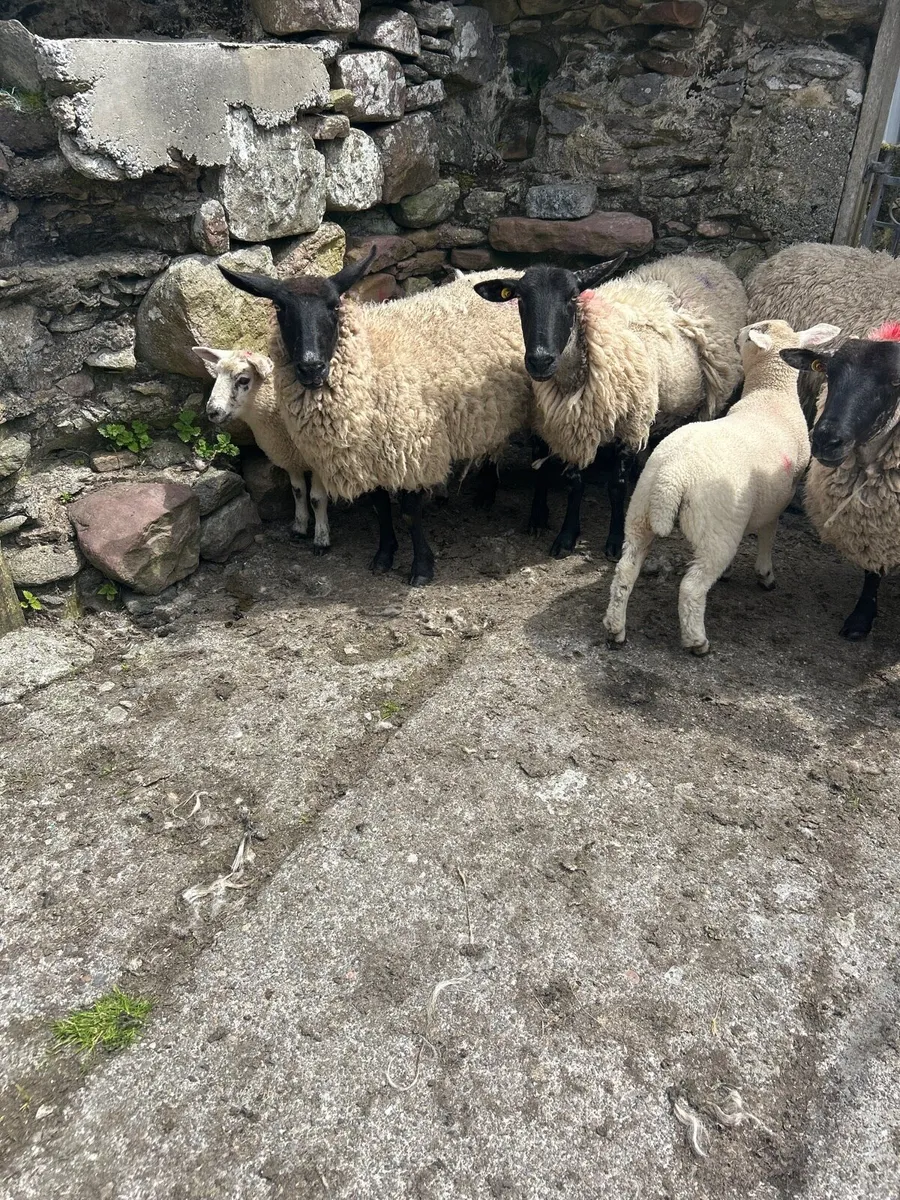 Suffolk ewe cross and lambs at their feet - Image 2