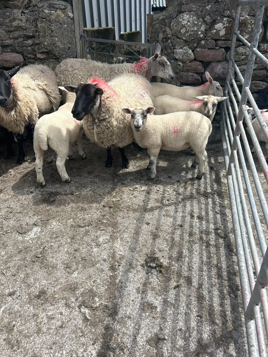 Suffolk ewe cross and lambs at their feet - Image 3