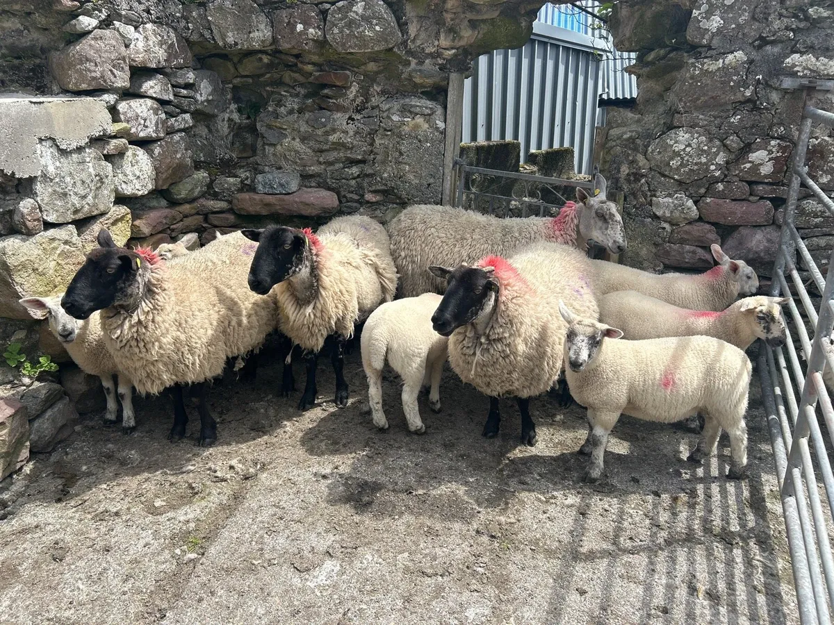 Suffolk ewe cross and lambs at their feet - Image 4