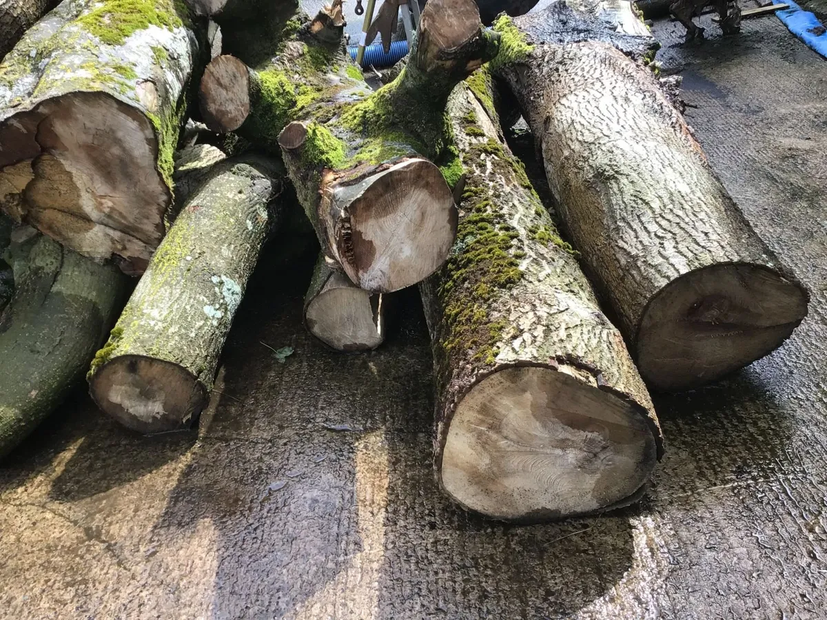 Timber/Firewood - Image 4