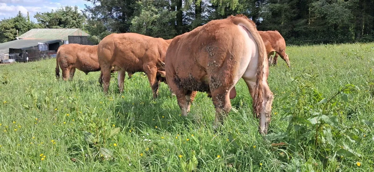 TOP QUALITY PEDIGREE REGISTERED LIMOUSIN BULLS - Image 3