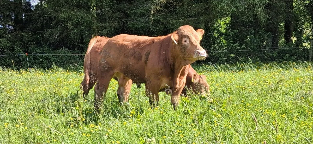 TOP QUALITY PEDIGREE REGISTERED LIMOUSIN BULLS - Image 2