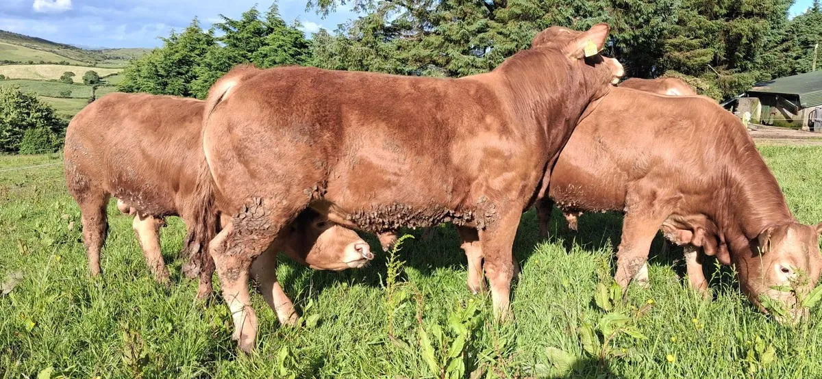 TOP QUALITY PEDIGREE REGISTERED LIMOUSIN BULLS - Image 1