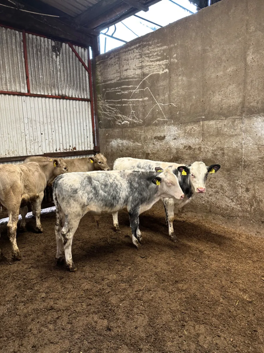 Charolais and blue bulls - Image 3