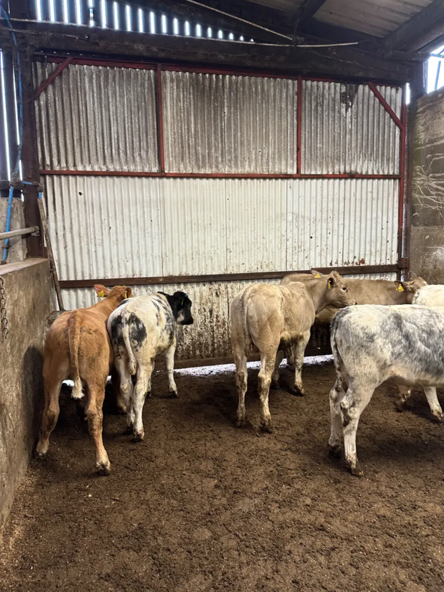 Charolais and blue bulls - Image 1