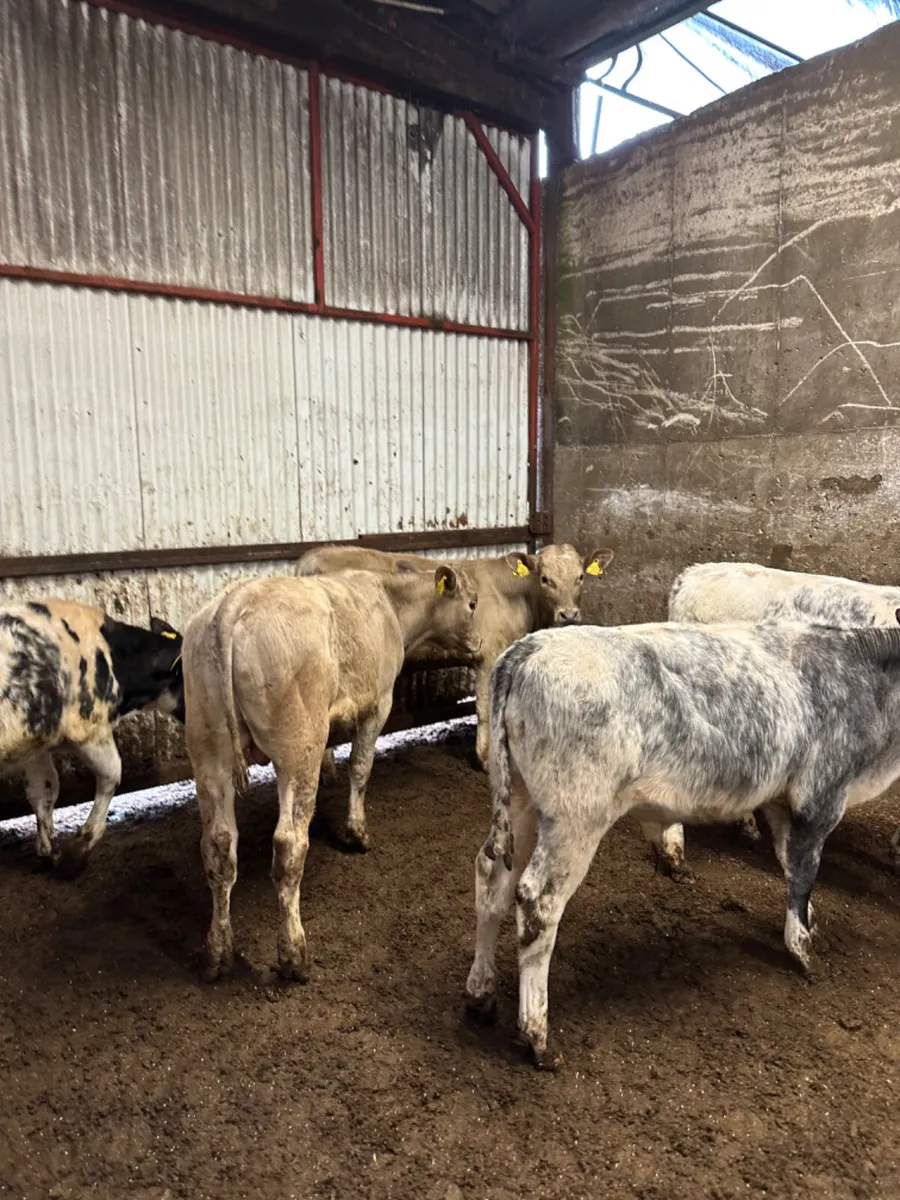 Charolais and blue bulls - Image 2