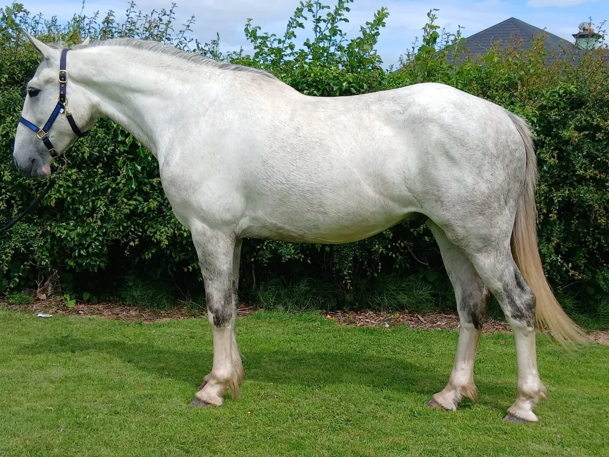 3 year old Gelding - Image 1