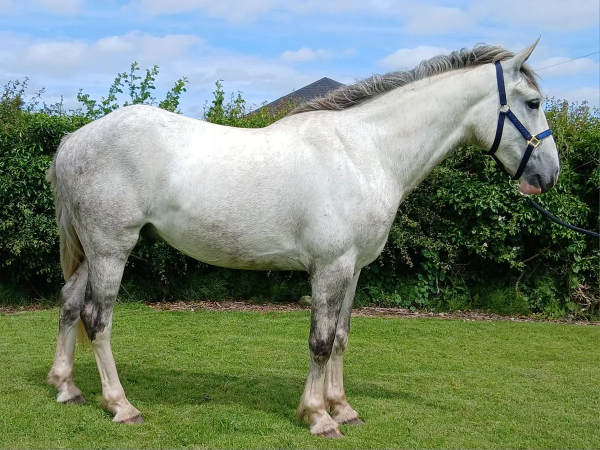3 year old Gelding - Image 2