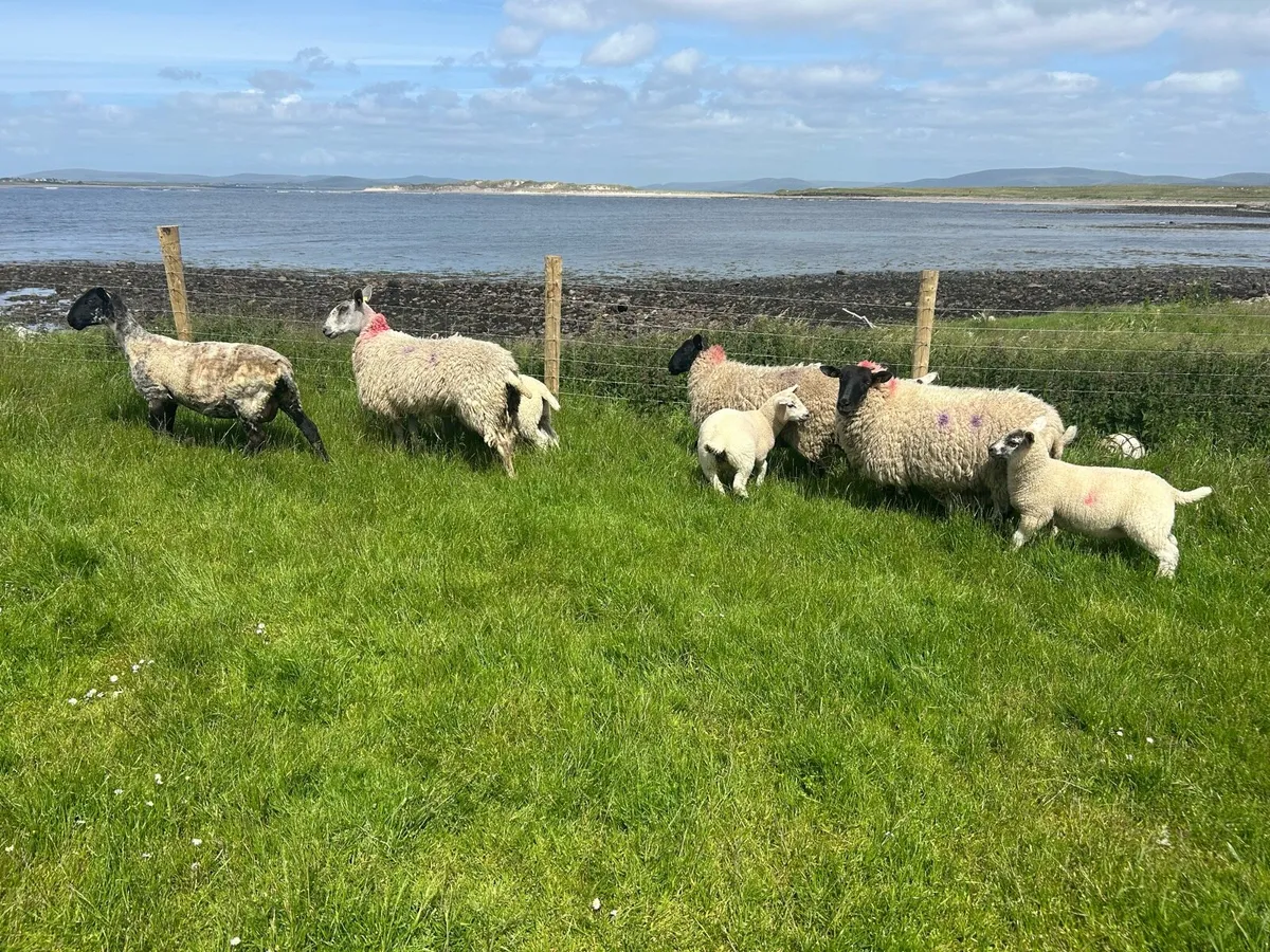 Suffolk ewe cross and lambs at their feet - Image 1
