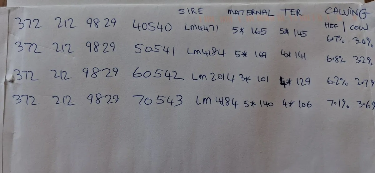 TOP QUALITY PEDIGREE REGISTERED LIMOUSIN BULLS - Image 4