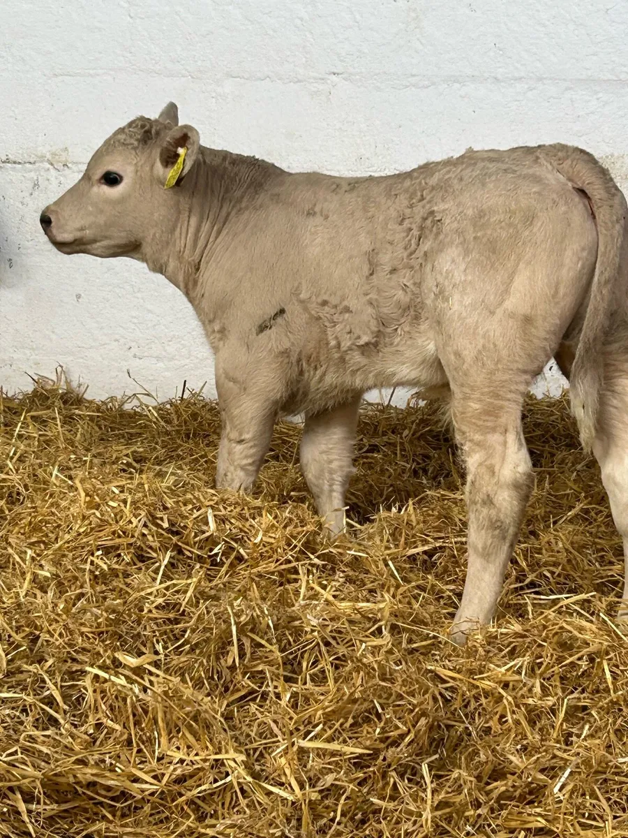 A SERIOUS SUCKER BRED CH BULL CALF - Image 1