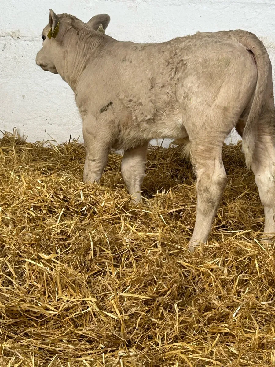 A SERIOUS SUCKER BRED CH BULL CALF - Image 2