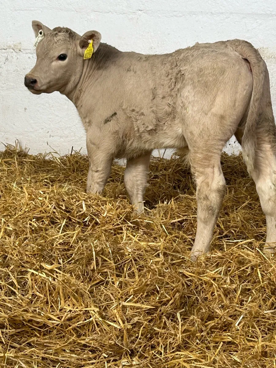 A SERIOUS SUCKER BRED CH BULL CALF - Image 3