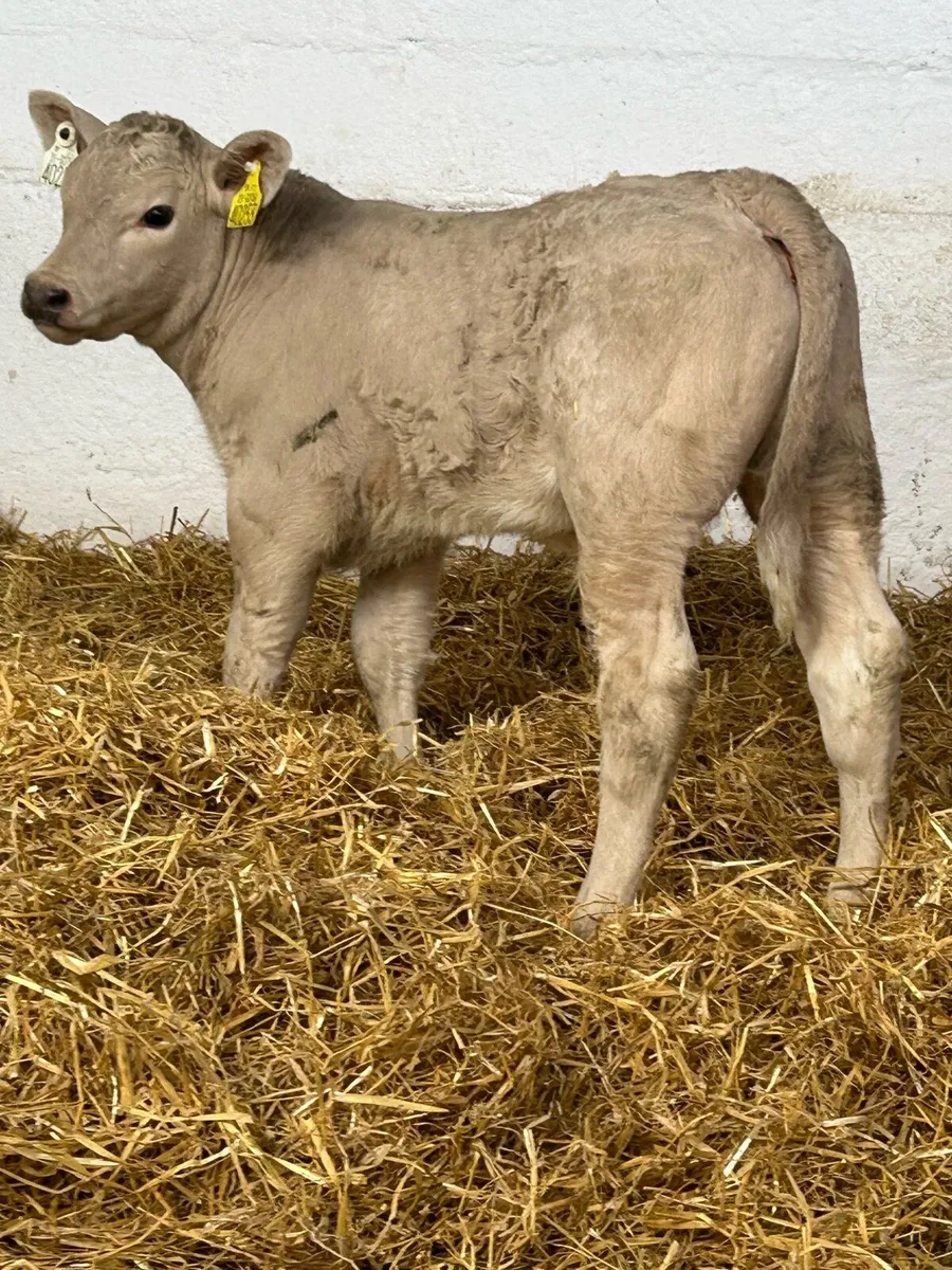 A SERIOUS SUCKER BRED CH BULL CALF - Image 4