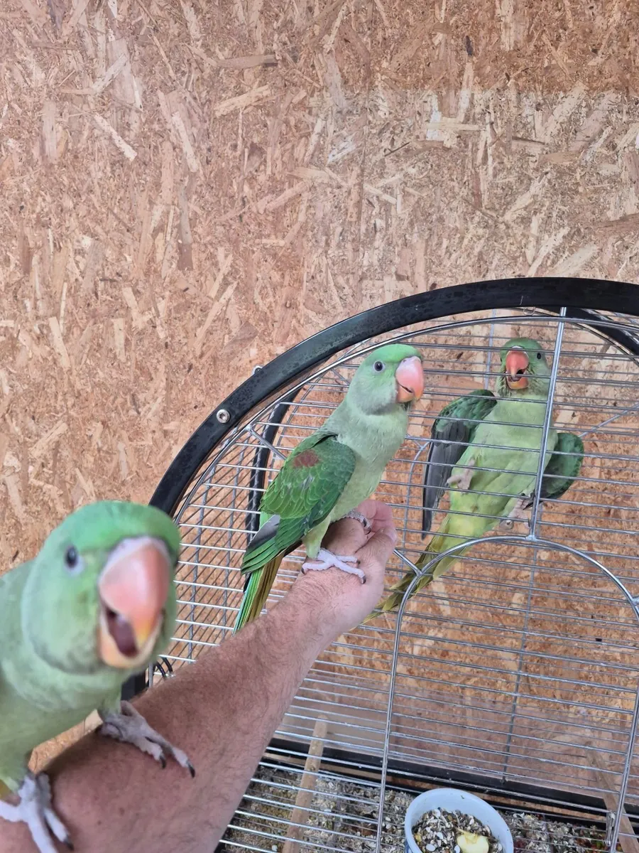 Alexandrian Parrot - Image 1