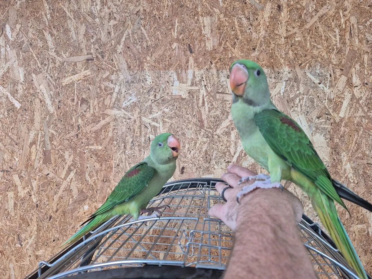 Alexandrian Parrot - Image 4