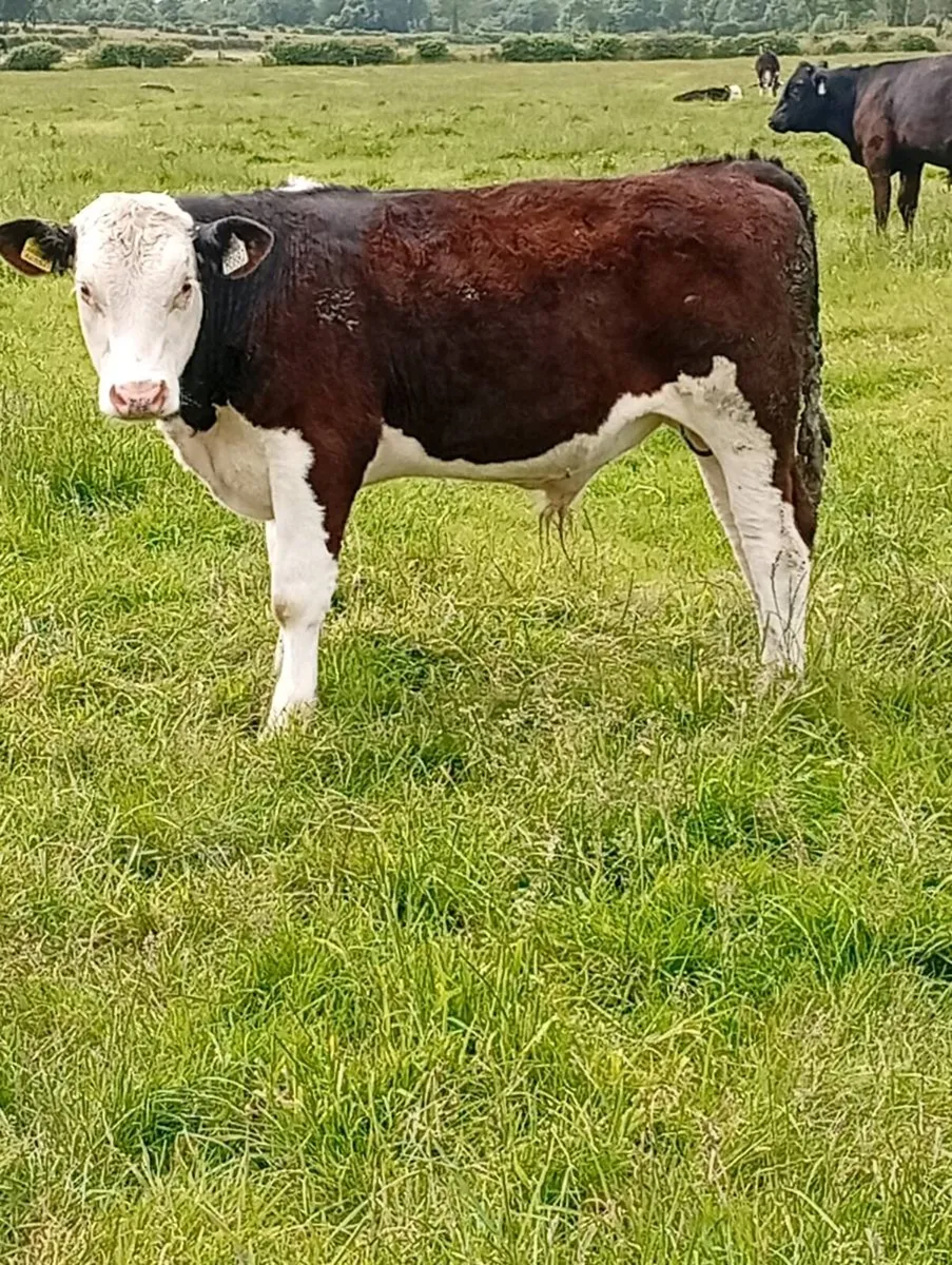 Reared calves - Image 1