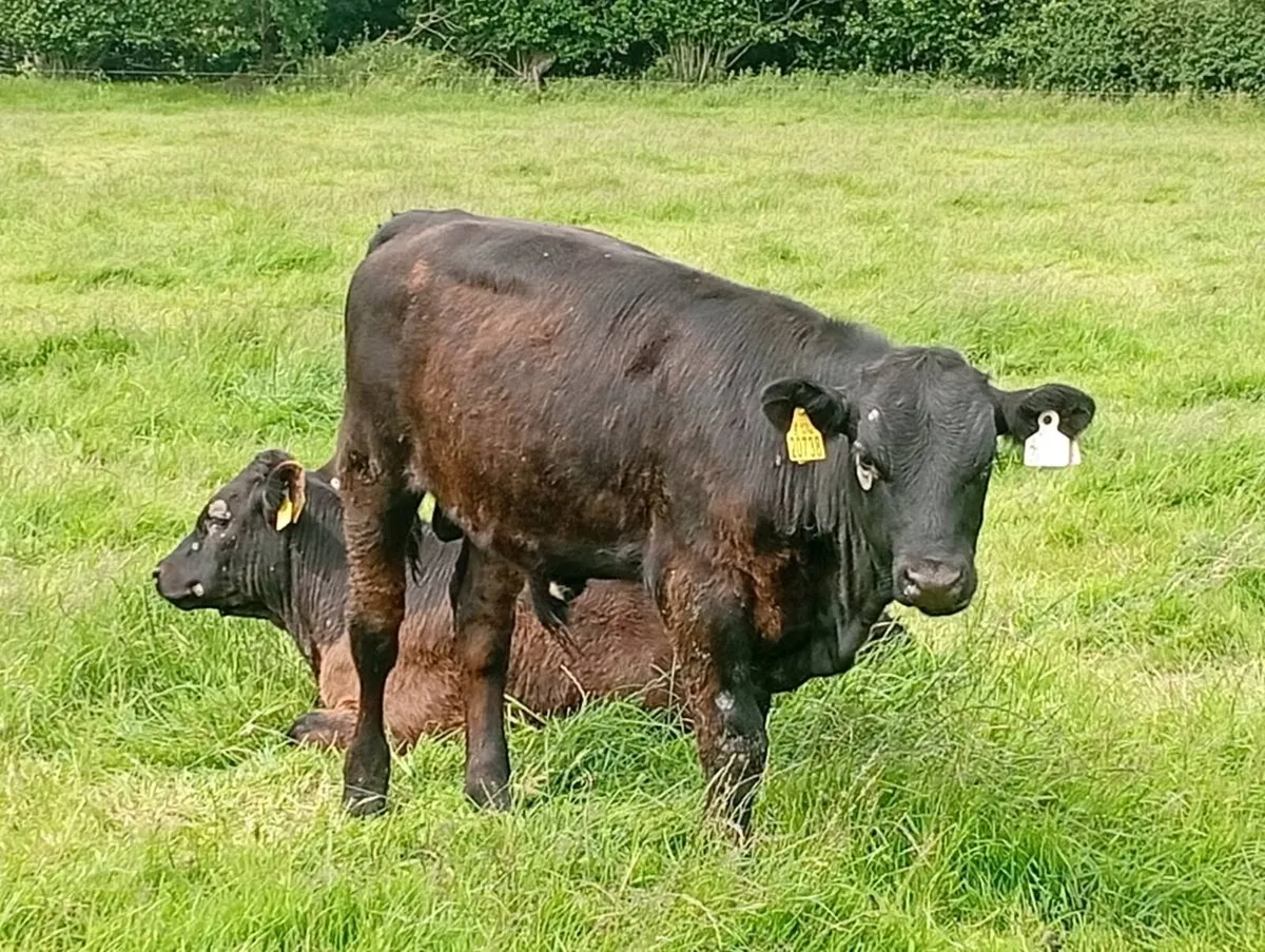 Reared calves - Image 2