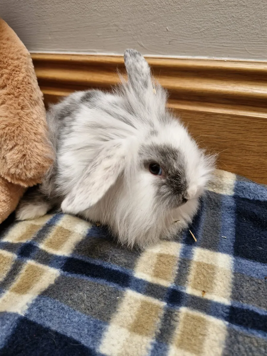 Baby Lionhead Rabbits - Image 1