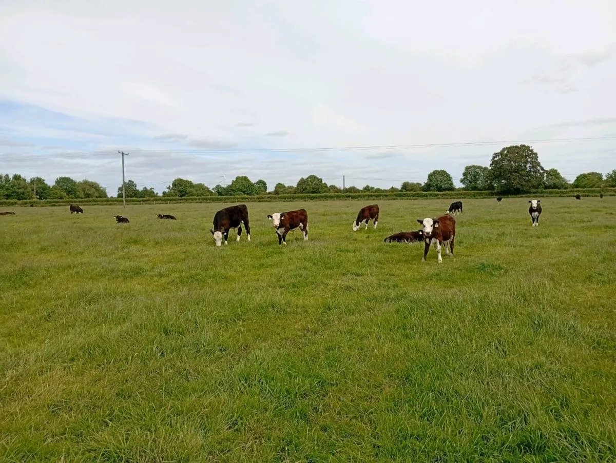 Reared calves - Image 3