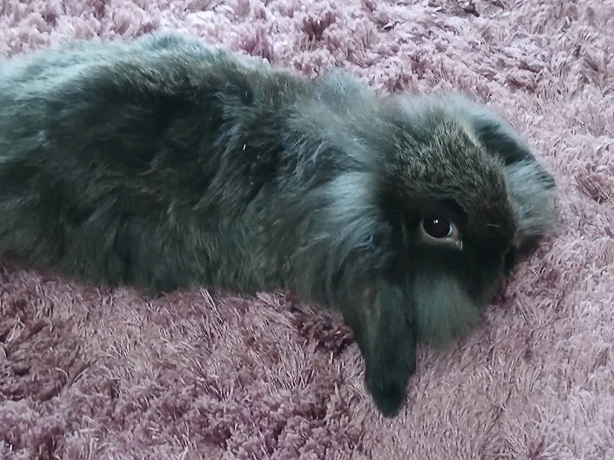 Baby Lionhead Rabbits - Image 4