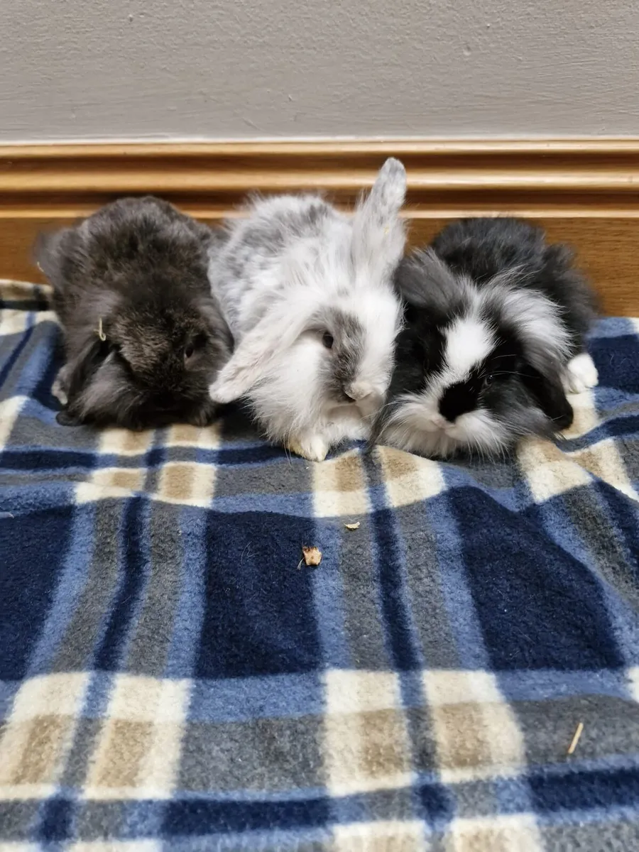 Baby Lionhead Rabbits - Image 2