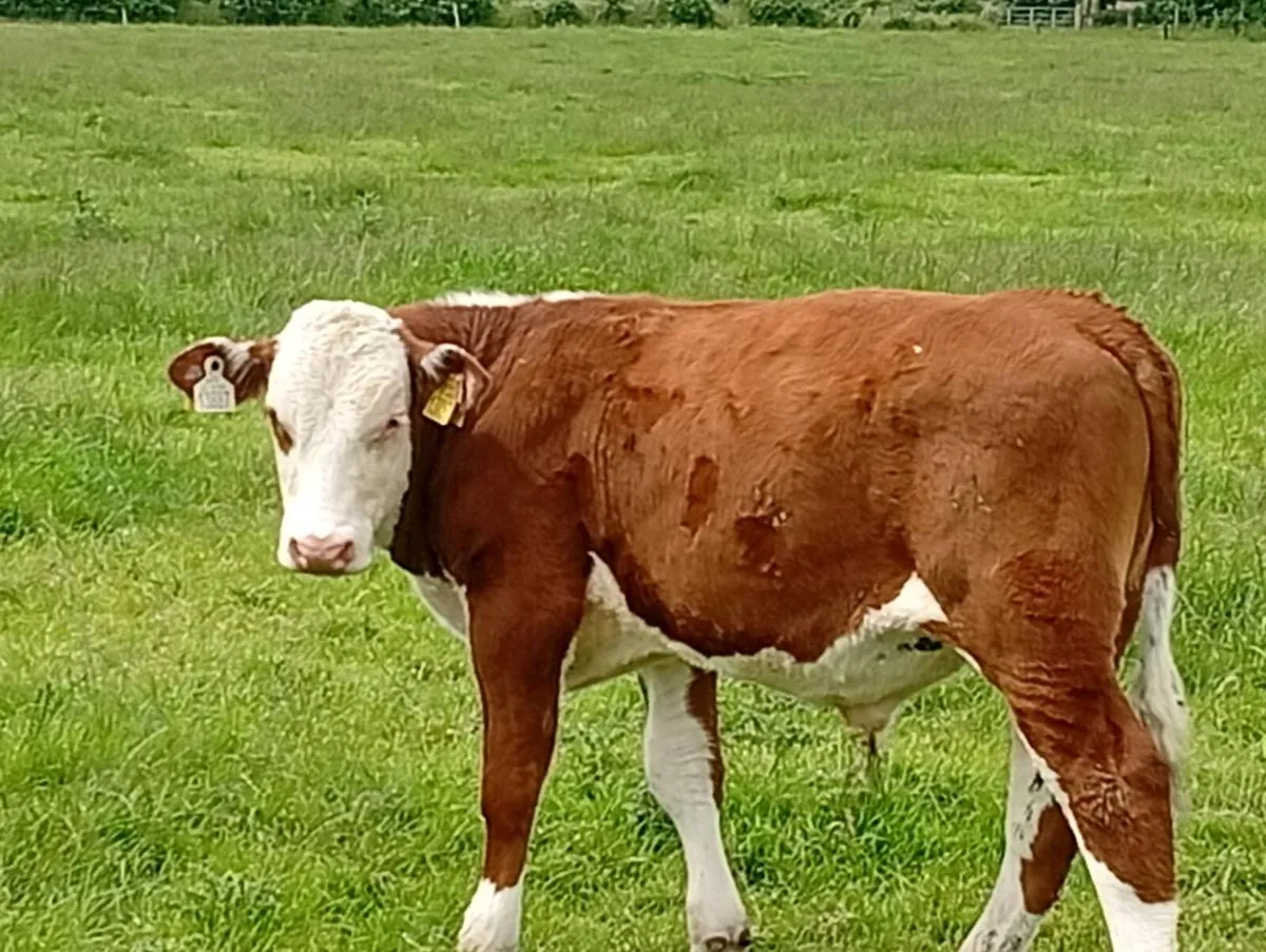Reared calves - Image 4