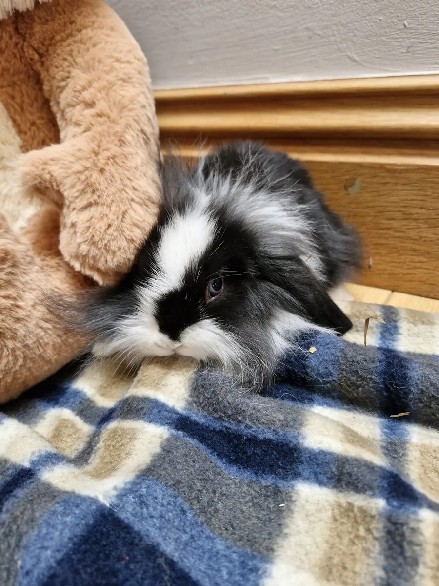 Baby Lionhead Rabbits - Image 3
