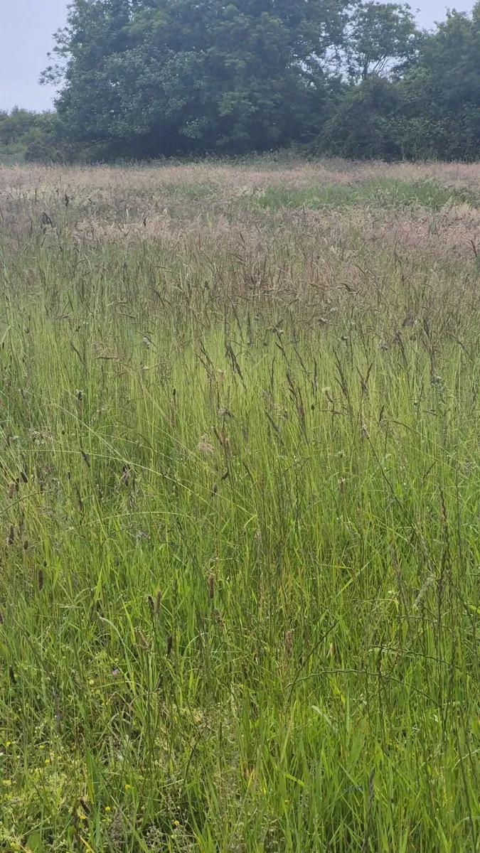 Ground Sileage / Hay