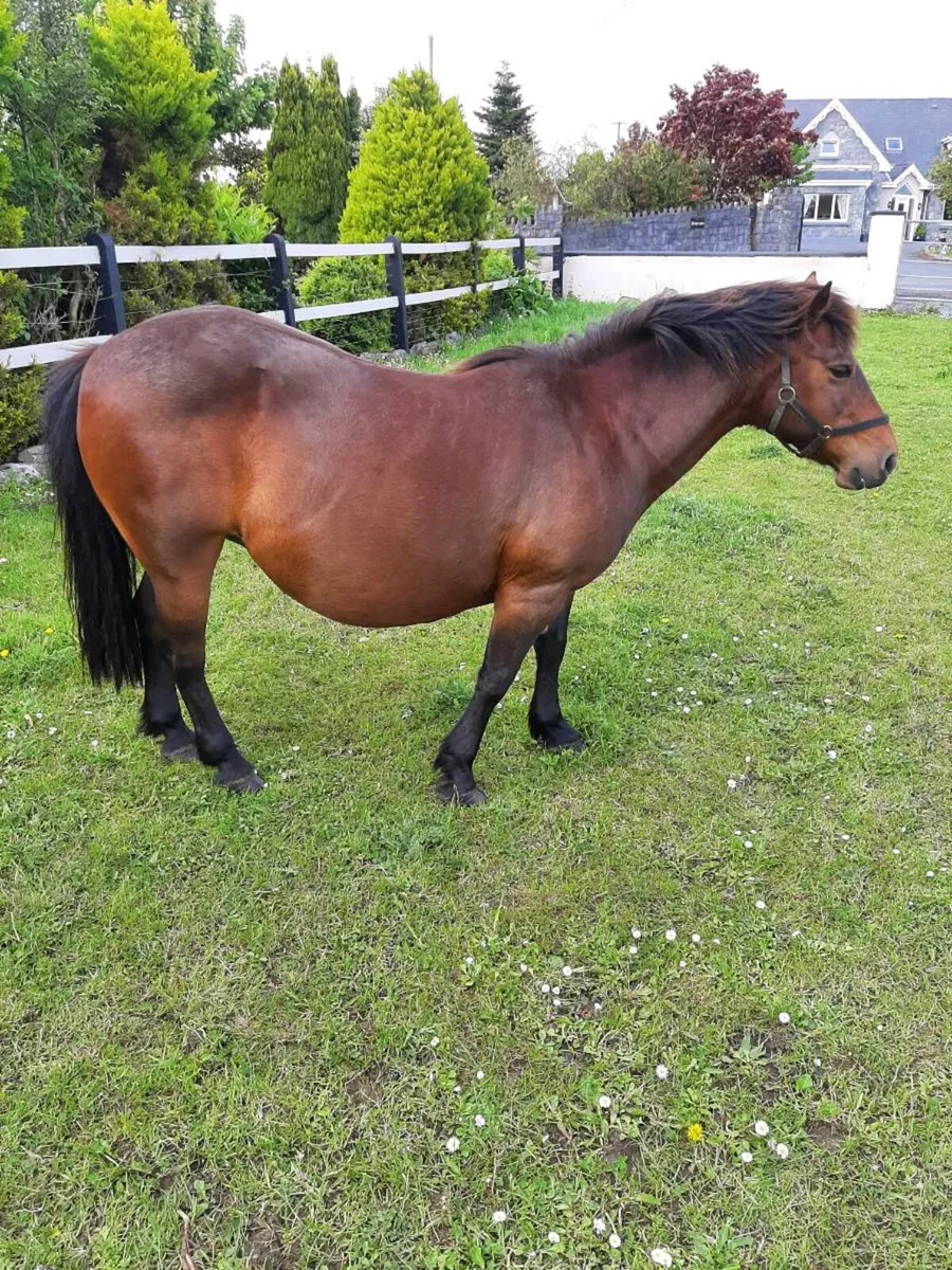 Companion pony