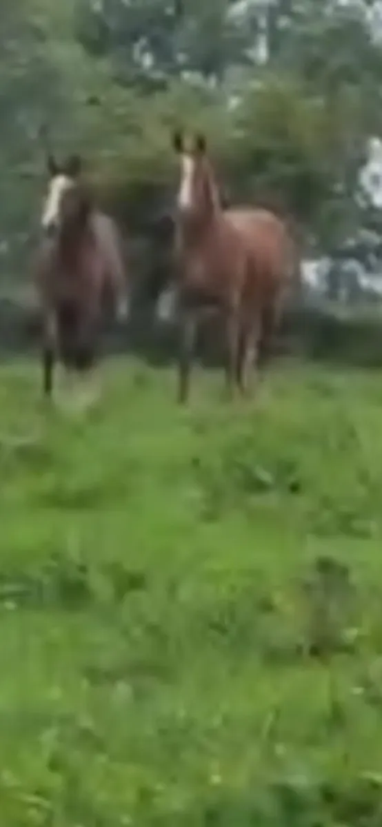 Yearling Fillies - Image 1