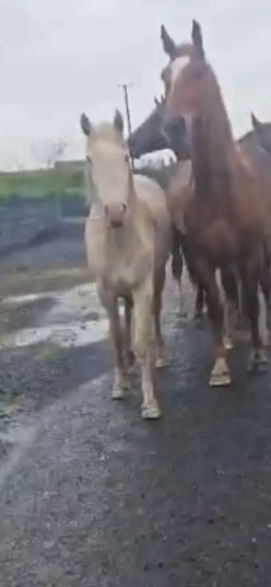 Yearling Fillies - Image 2