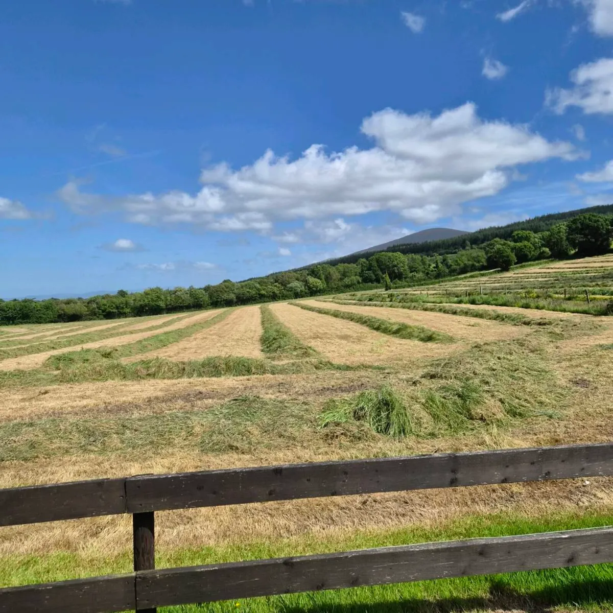 Round silage bales - Image 3
