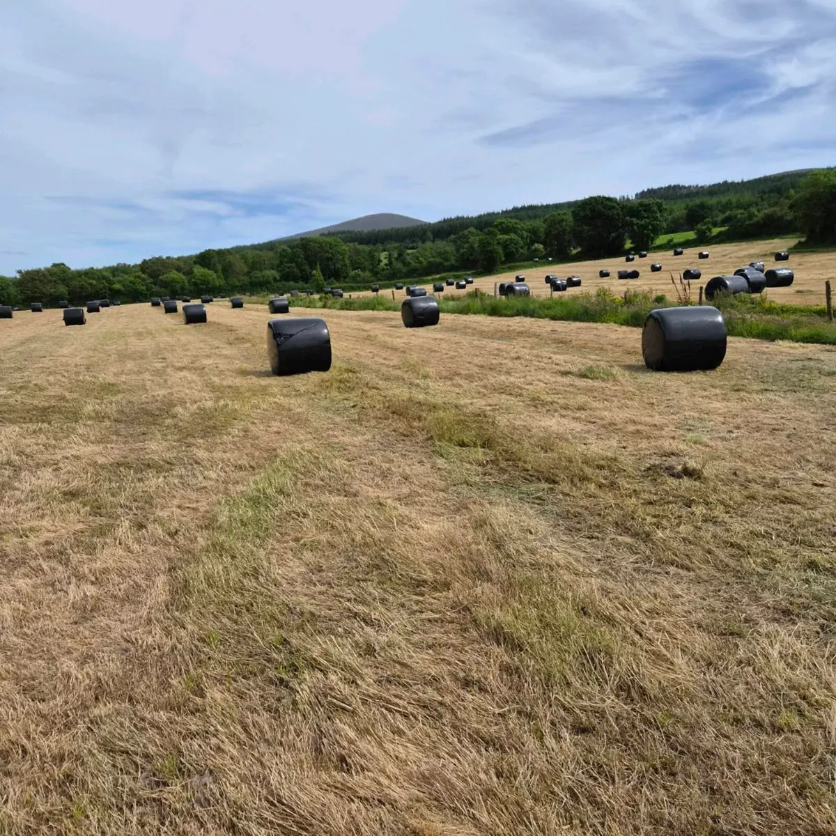 Round silage bales - Image 1