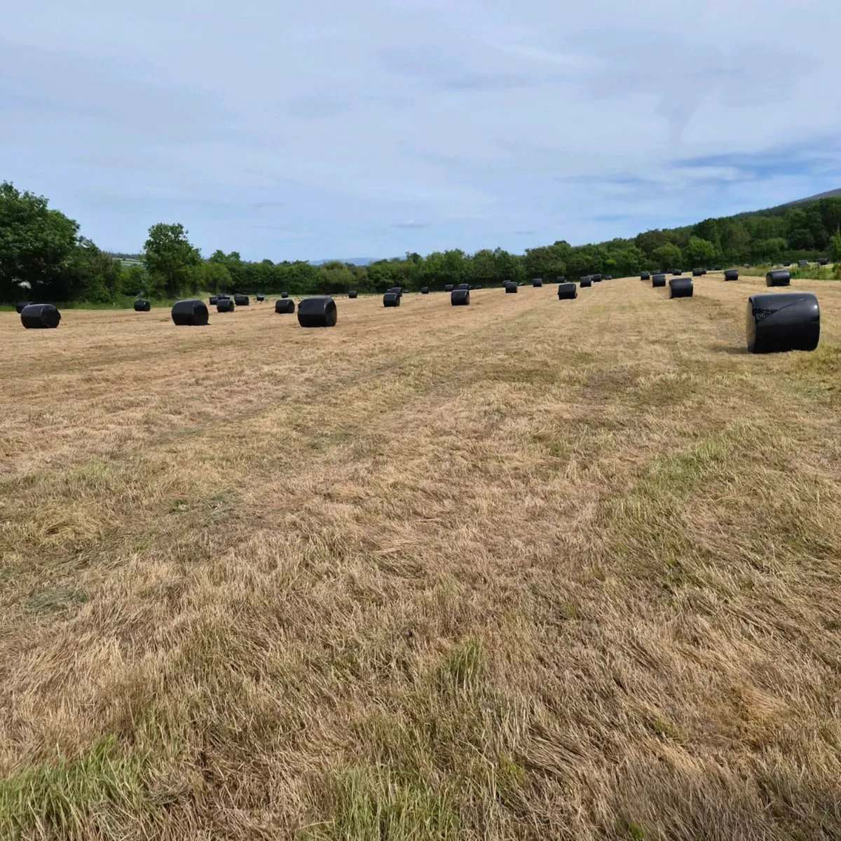Round silage bales - Image 2