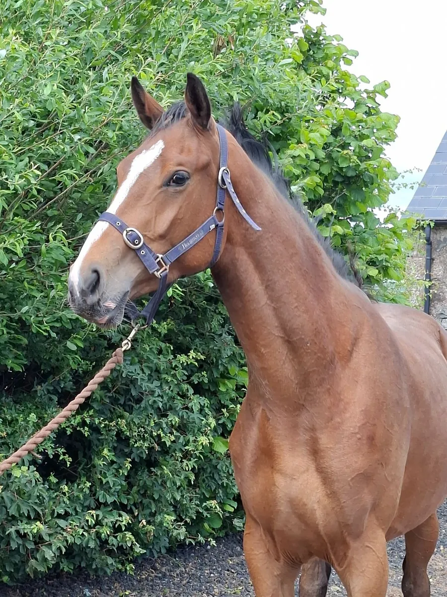 Horse - Image 1