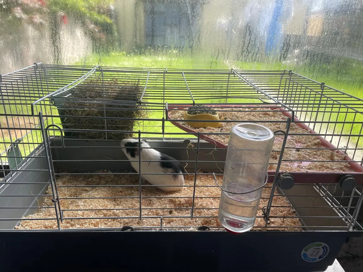 Guinea pig - Image 3
