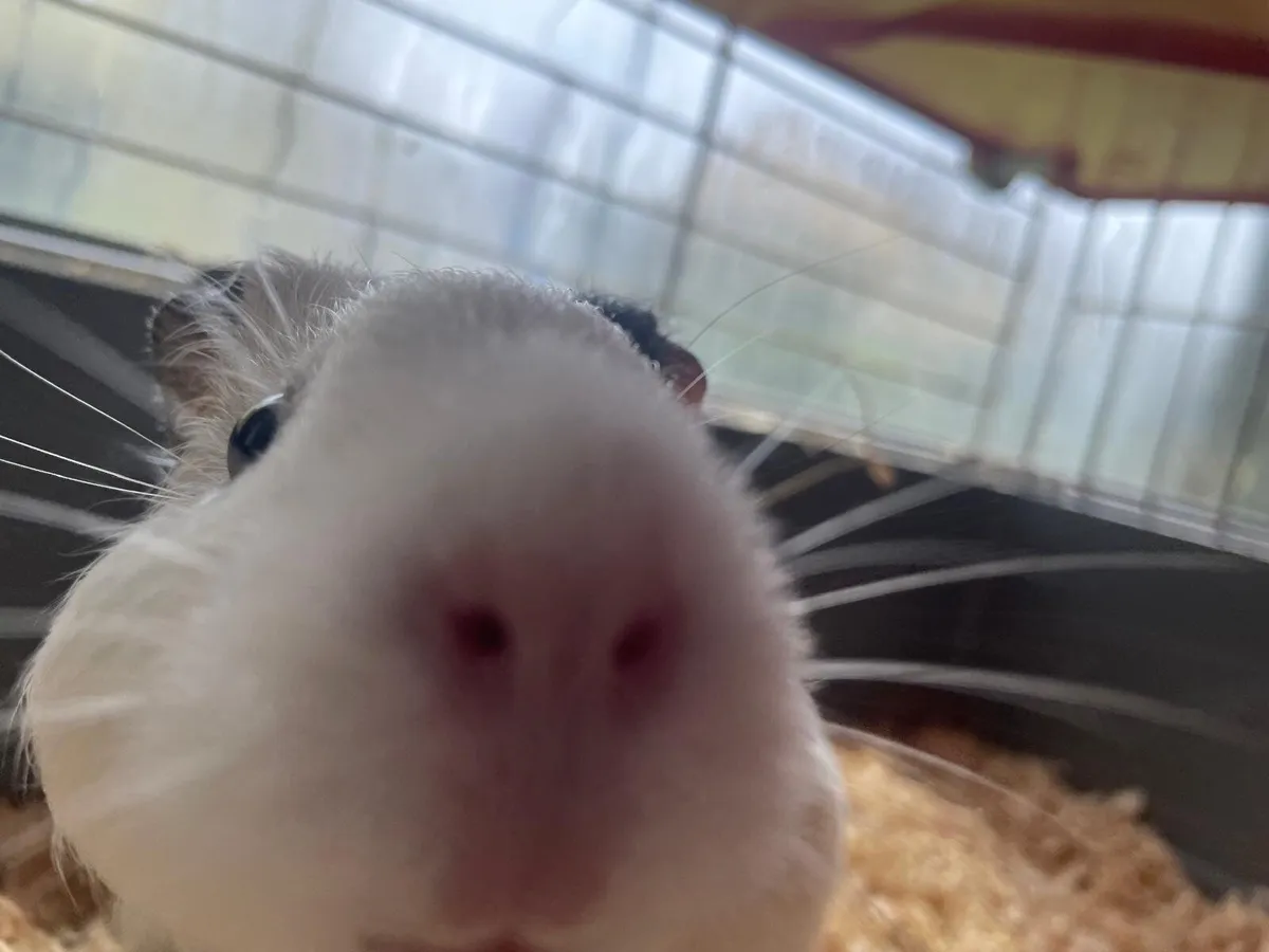 Guinea pig - Image 4