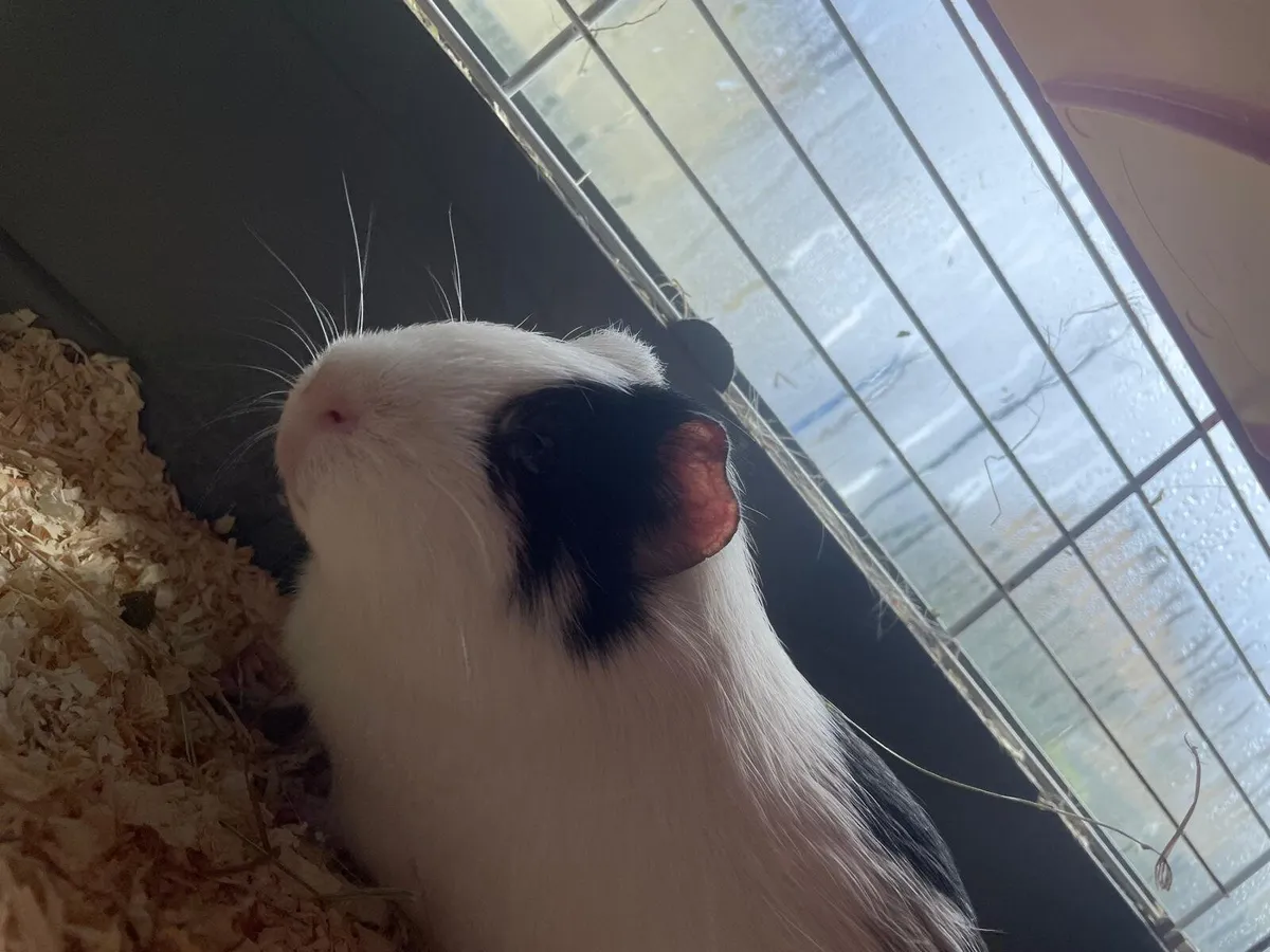 Guinea pig - Image 1
