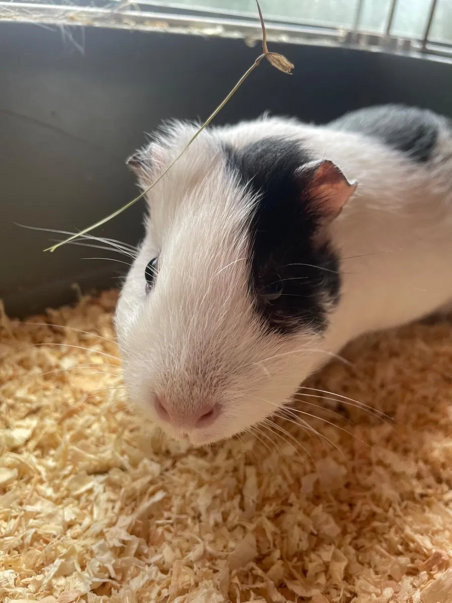 Guinea pig - Image 2