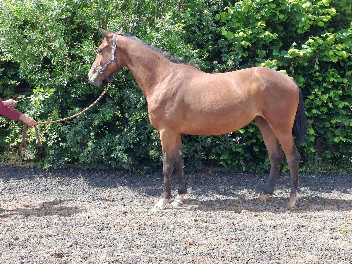 Horse - Image 2
