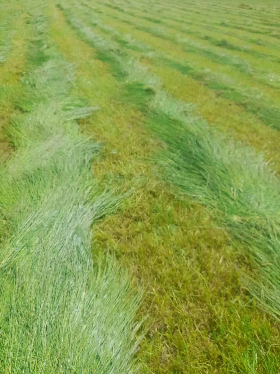 Silage bales - Image 2