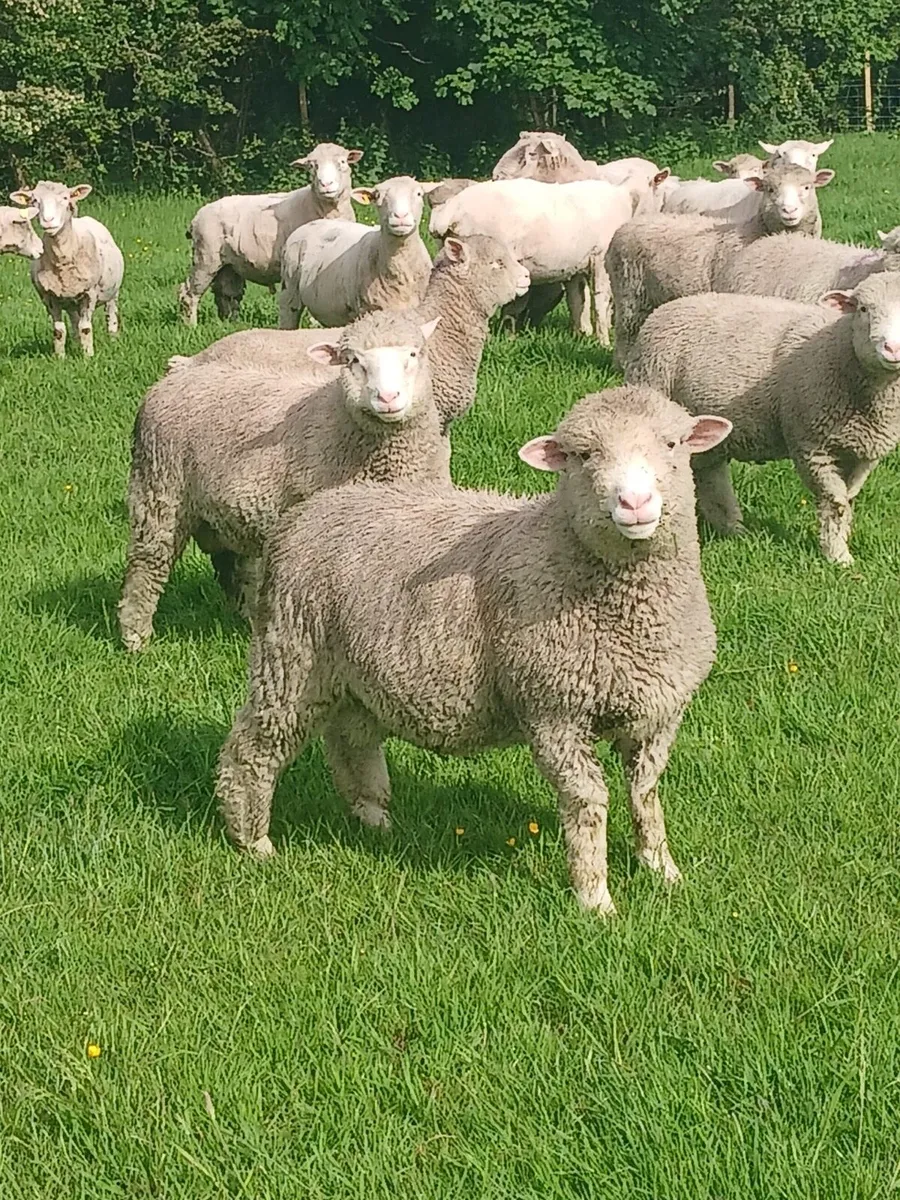 Dorset Lambs - Image 1